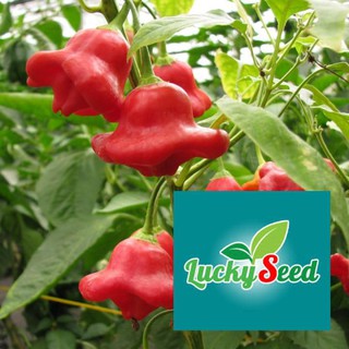 gói 20 hạt giống ớt hoa hồng LUCKYSEED