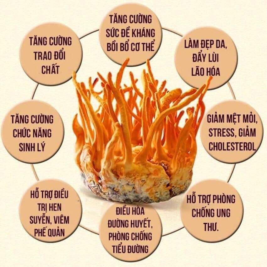 Đông Trùng Hạ Thảo Sấy Thăng Hoa - Hộp 10G - Vương Khang Thảo -Hàng Chính Hãng - Đông Trùng Hạ Thảo KON TUM | BigBuy360 - bigbuy360.vn