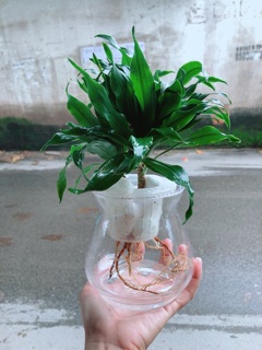 Chậu Cây Phát Tài Thuỷ Sinh