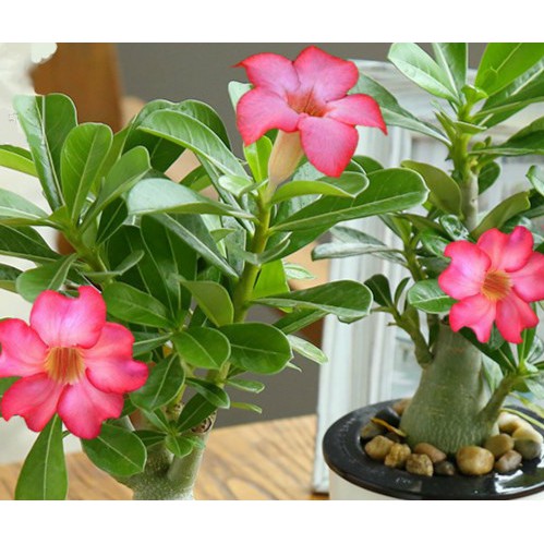 Hạt giống hoa Sứ Thái Kép nhiều màu, hoa Sứ Kép Thái Lan