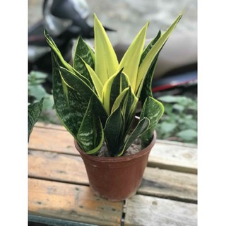 Cây Lưỡi hổ Thái ♥️ Cây phong thủy ♥️ cây cảnh đẹp trong nhà