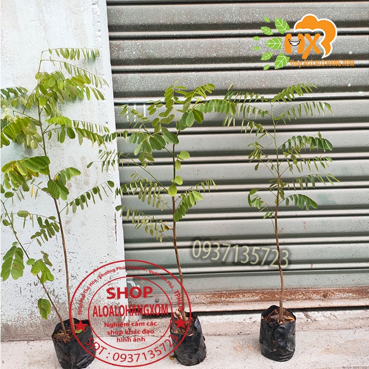 cây cẩm lai-combo 5 cây giống
