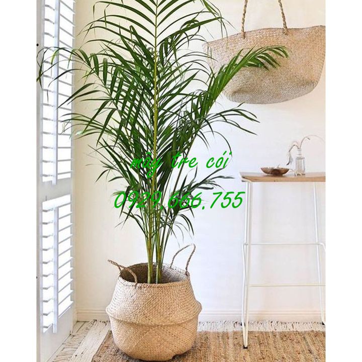 Giỏ cói || Sọt cói đựng đồ, trồng cây, đi chợ
