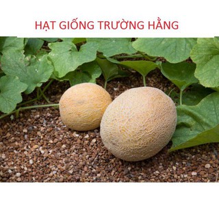 Hạt Giống Dưa Lưới Lõi Vàng Oval  (10 hạt)