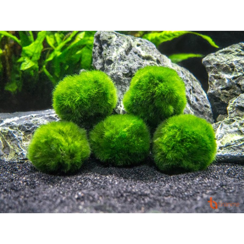 Marimo tảo thủy sinh Nhật bản