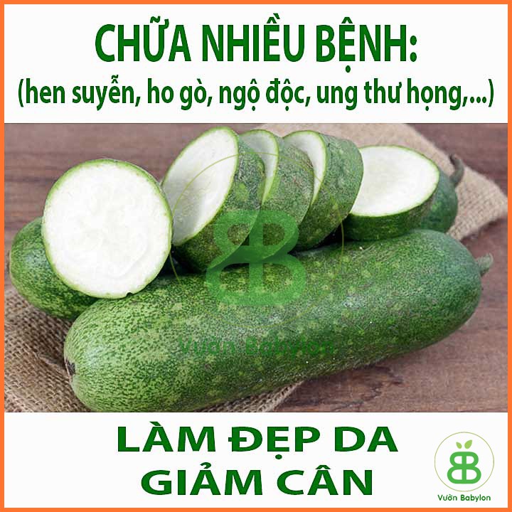 Hạt Giống Bí đao Chanh 0,2Gr Dễ Trồng, Siêu Trái