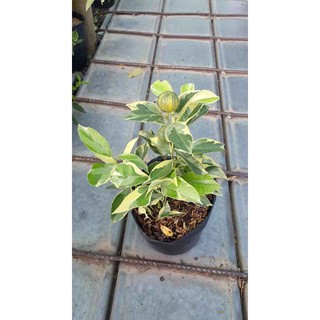 Tắt Cẩm Thạch