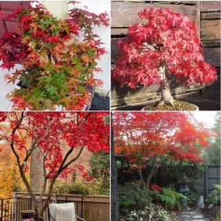 Hạt giống cây phong lá đỏ - 10 hạt