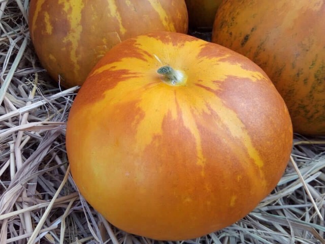 Hạt giống dưa bở tròn Honeymoon Thái Lan