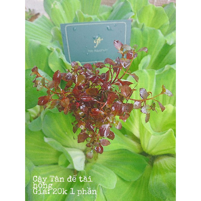CÂY THỦY SINH TÂN ĐẾ TÀI HỒNG-TRANG TRÍ HỒ CÁ
