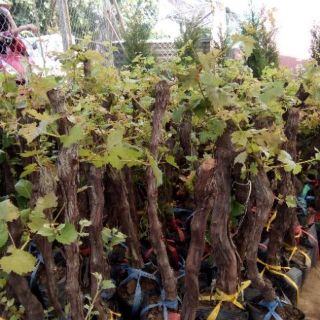 Cây giống nho lùn