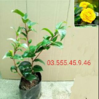 CâY Hoa Trà My Màu Vàng bầu đất