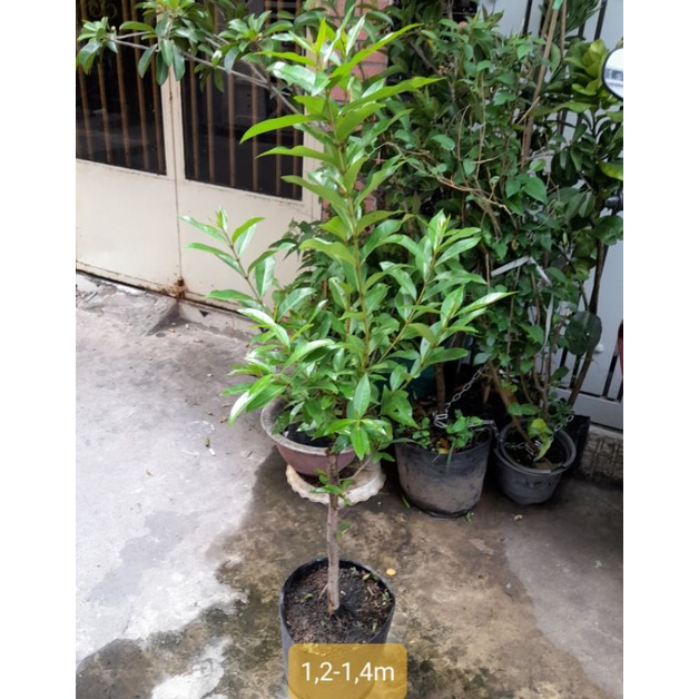 (Q.8 - GIAO TRONG NGÀY) Cây LÁ VỐI.