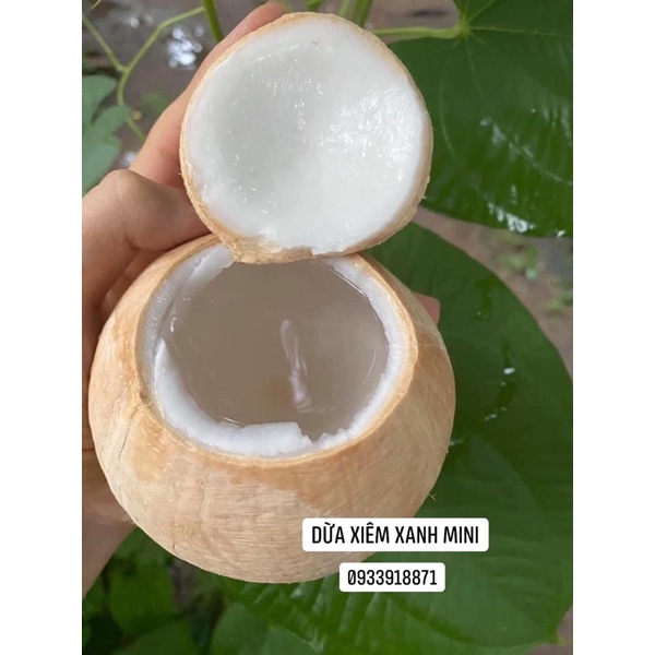 Dừa Xiêm Trọc