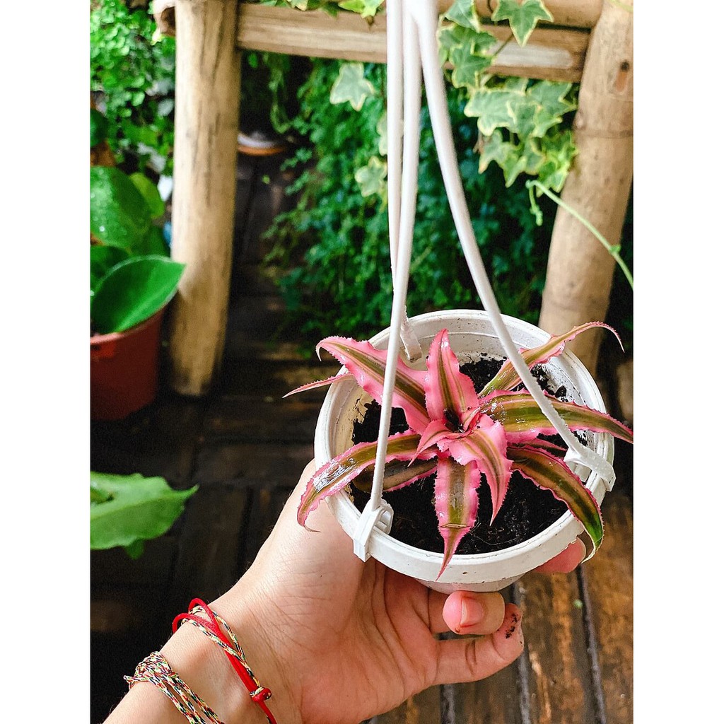 Cây Cryptanthus bivittatus Pink Starlite (Dứa cảnh, Nhung Diệp Tiểu Phụng) chậu nhựa treo