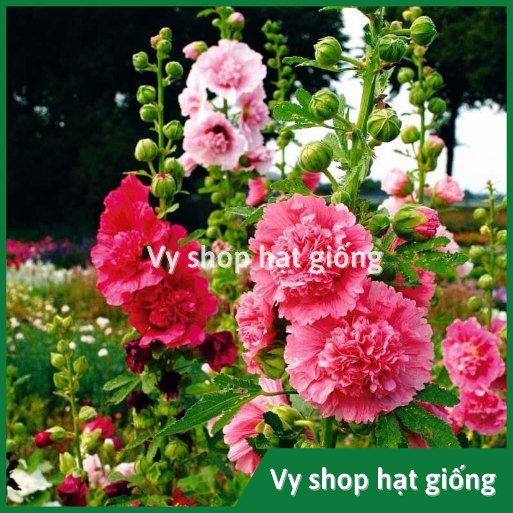 Hạt giống hoa mãn đình hồng kép Thái Lan gói 80 hạt mix màu