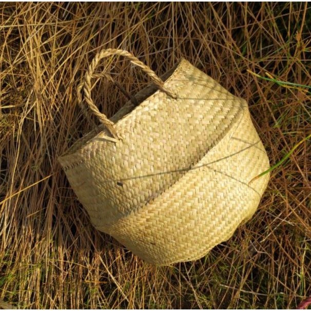 Giỏ chậu cây cỏ bàng tự nhiên - Tụng bụng phình