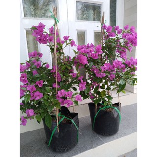 cây hoa giấy giống mới hot