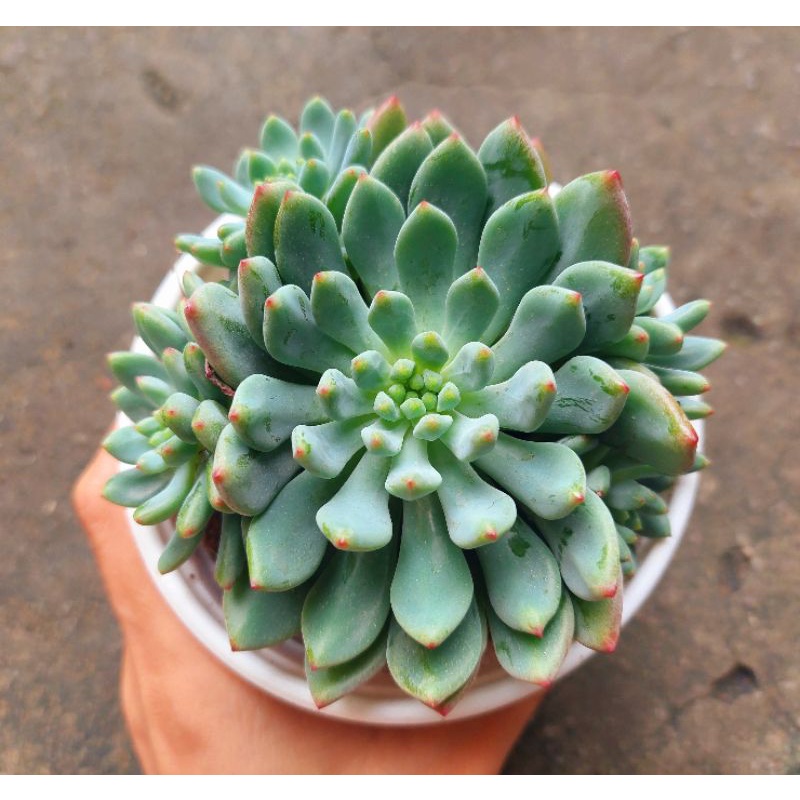 Sen đá Hoàng Hôn - Hư 1 đổi 1- Cây cảnh trang trí- HOA ĐÁ shop