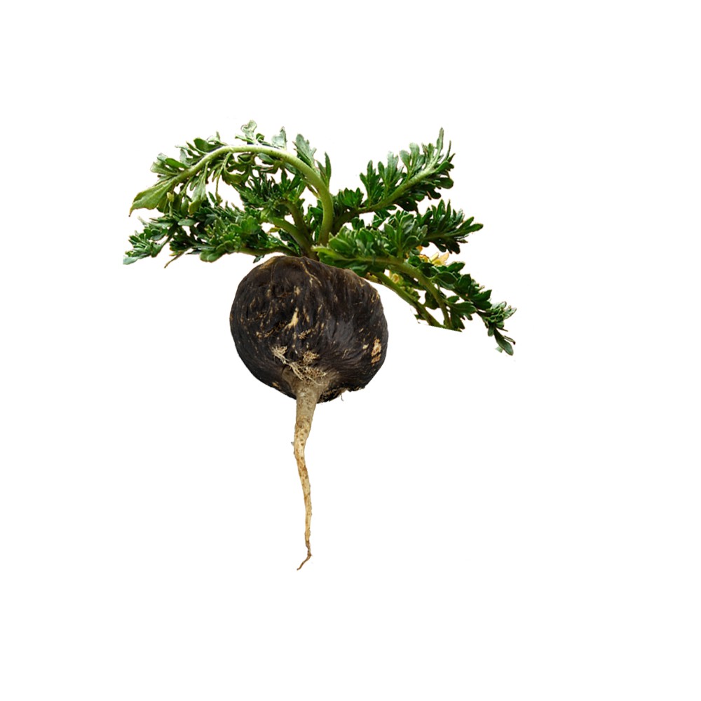 BỘT SÂM MACA PERU (Lepidium Meyenii) ĐEN 500G | BigBuy360 - bigbuy360.vn