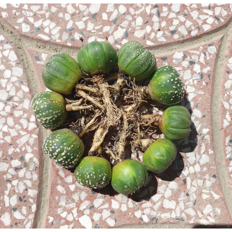 Combo 10 bé xương rồng asterias hoa vàng size 2cm+