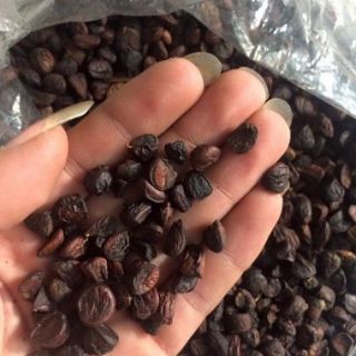 Combo 10 hạt dổi nếp rừng + 100g mắc khén khô