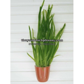 HẸ NƯỚC THẲNG / XOẮN - CÂY THUỶ SINH TRUNG & HẬU CẢNH DỄ CHĂM SÓC HỒ CÁ THUỶ SINH