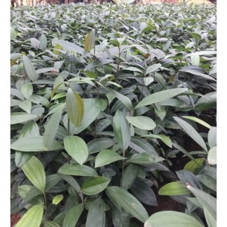 combo 5 cây quế cao 40-50cm