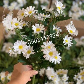 Cúc Hoạ Mi cao cấp giống thật