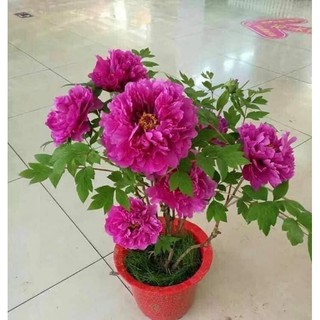 Combo 50 củ hoa mẫu đơn
