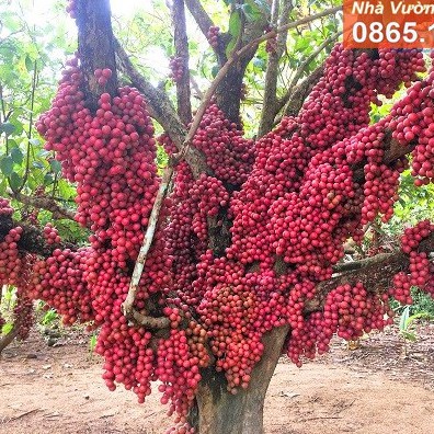 Cây giống Dâu da Đỏ