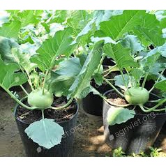 Hạt giống su hào xanh năng suất cao dễ trồng thuộc loại rau củ quả giầu dinh dưỡng