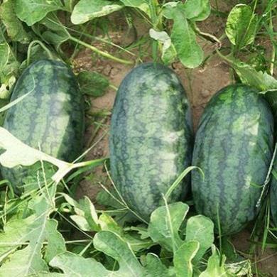 Gói 1GR hạt giống Dưa Hấu LS1077 F1