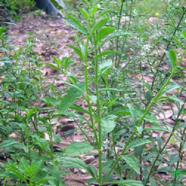 Cam Thảo Lát 100g