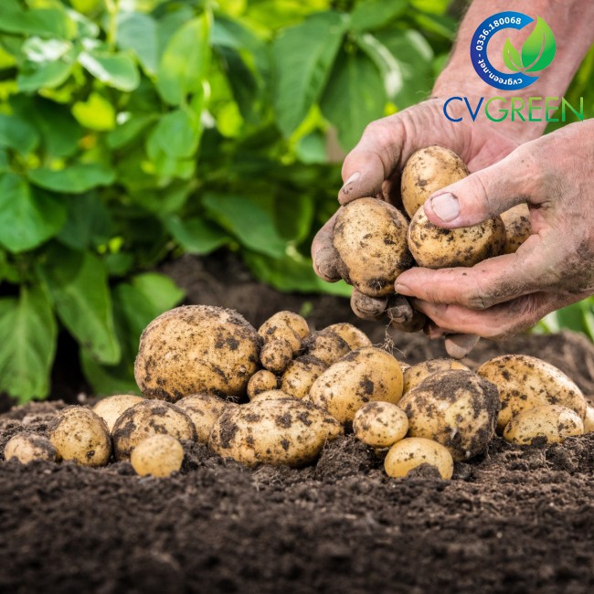 Đạm cá  cải tạo đất, tăng khả năng hấp thụ dinh dưỡng