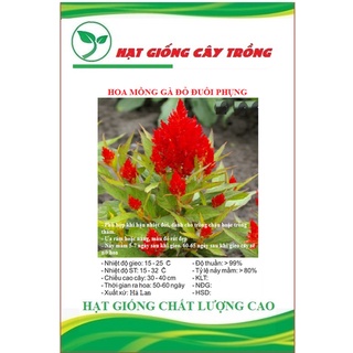 Hạt giống hoa mồng gà đỏ đuôi phụng ct443 - gói 50 hạt