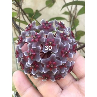 cẩm cù các loại chọn được màu đồng giá 50k/1cay đảm bảo mặt hao trọn đời