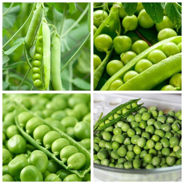 HẠT ĐẬU HÀ LAN - GÓI 20 GRAM