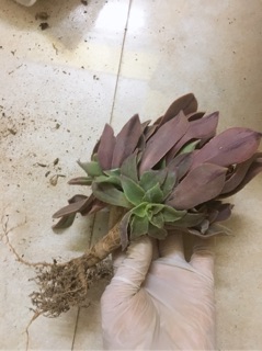 Aeonium tím hồng