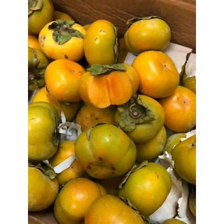 cây hồng giòn nhật bản