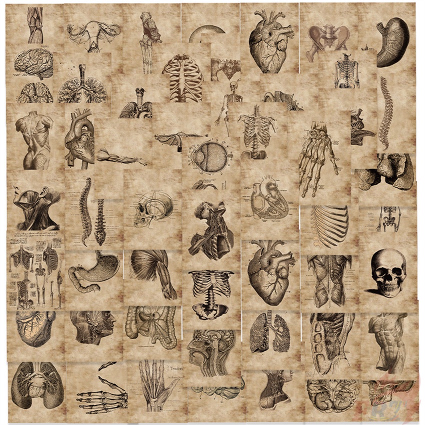 Set 55 Món Đồ Chơi Chất Lượng Cao ❉ Hình Dán Nghệ Thuật Giải Phẫu Con Người Cổ Điển Series 01 ❉ Sticker Dán Tường Chống Thấm Nước Họa Tiết Doodle Hợp Thời Trang