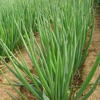 Hạt giống hành ta 5 gram