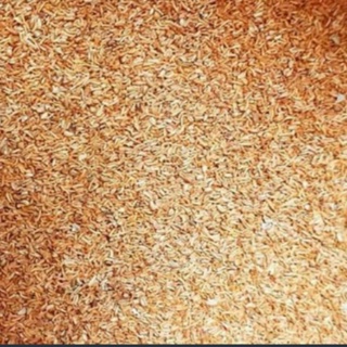50Gram Hạt giống cây gỗ bạch đàn trắng