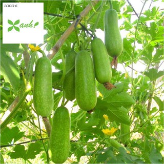 Hạt giống Bí đao lai