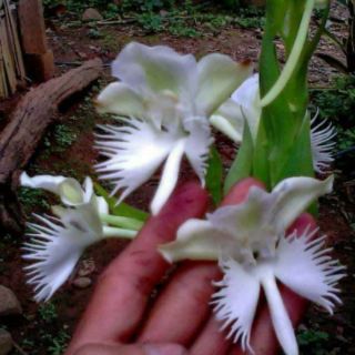 Lan Bạch Phượng môi tua
