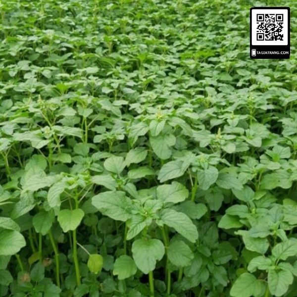 1KG hạt giống rau dền xanh lá tròn