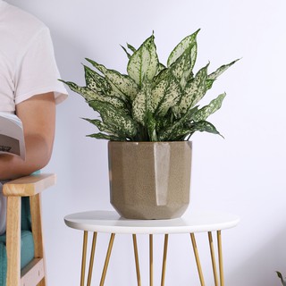 Cành cây giả Decor - Cành cắm mini