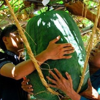 Hạt giống bí đao khổng lồ 5 hạt (TẶNG gói kích thích hỗ trợ hạt nảy mầm)