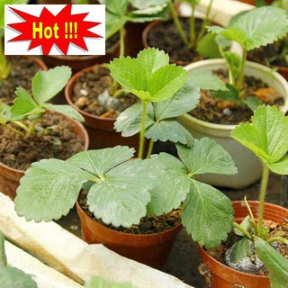 GÓI 50 hạt giống dâu tây vàng chịu nhiệt