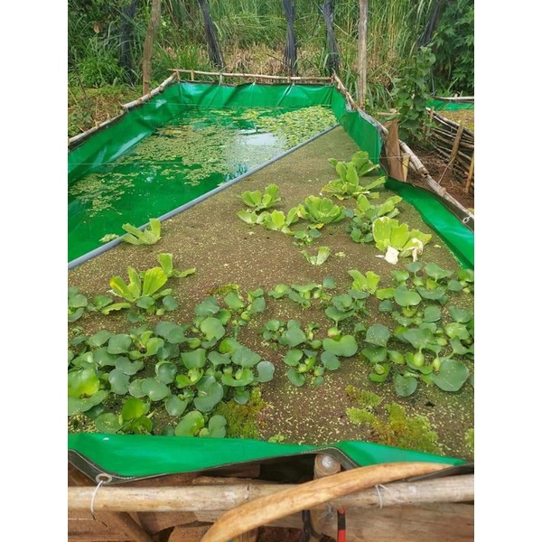 Bể bạt nuôi ốc ếch cá lươn - loại xanh bộ đội korea